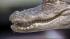 Action News caught up with the wayward alligator...
