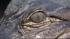 Action News caught up with the wayward alligator...