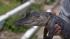 Action News caught up with the wayward alligator...