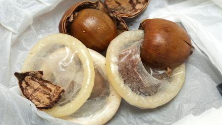 Acorns that contain condoms, held as evidence by Capitol police, are displayed after being taken out of an evidence envelope. These were brought in after being opened. (Photo courtesy: The (Harrisburg) Patriot-News)