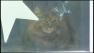 The Pennsylvania SPCA raided a home in the Tacony section of Philadelphia on July 12, 2011, after a report of animal hoarding. They found more than 40 cats, including two dead, in what they say were unsanitary conditions