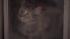 The Pennsylvania SPCA raided a home in the...
