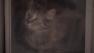 The Pennsylvania SPCA raided a home in the Tacony section of Philadelphia on July 12, 2011, after a report of animal hoarding. They found more than 40 cats, including two dead, in what they say were unsanitary conditions