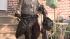 The Pennsylvania SPCA raided a home in the...
