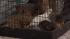 Pennsylvania SPCA officials are investigating a...