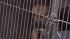 Pennsylvania SPCA officials are investigating a...