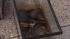Pennsylvania SPCA officials are investigating a...