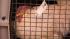 Pennsylvania SPCA officials are investigating a...