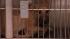 Pennsylvania SPCA officials are investigating a...