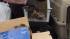 Pennsylvania SPCA officials are investigating a...