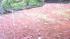 Hail in Cherry Hill on August 1, 2011 courtesy...