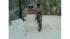 Frostys first Halloween. Submitted by Bob Engler...