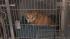 The Action Cam was there as the SPCA rescued 33...