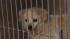 The Action Cam was there as the SPCA rescued 33...