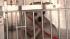 The Action Cam was there as the SPCA rescued 33...
