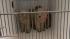 The Action Cam was there as the SPCA rescued 33...