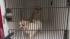 The Action Cam was there as the SPCA rescued 33...