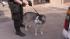 The Action Cam was there as the SPCA rescued 33...