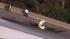 Crash on Schuylkill Expressway