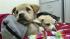 Abandoned puppies in Chester