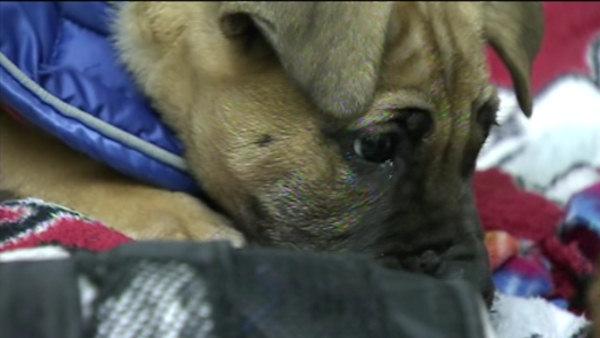 Abandoned puppies in Chester