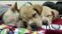 Abandoned puppies in Chester