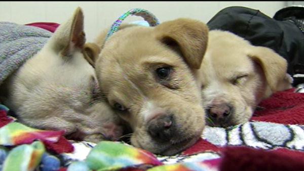 Abandoned puppies in Chester