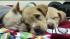 Abandoned puppies in Chester