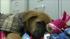 Abandoned puppies in Chester