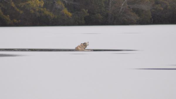 Dog rescued from icy water in old cranberry bog