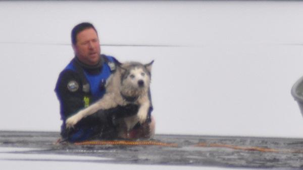 Dog rescued from icy water in old cranberry bog