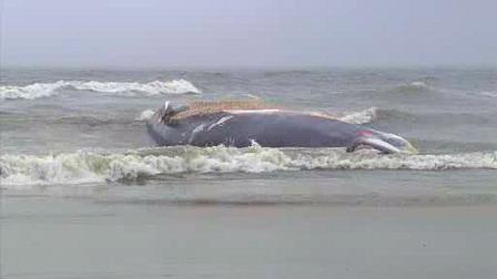 Beached whale, Ocean City NJ