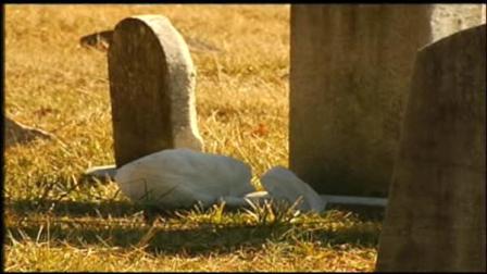Chickens dumped at Pa. cemetery