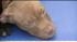 Puppies rescued from a suspected dog-fighting...
