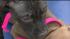 Puppies rescued from a suspected dog-fighting...