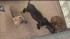 Puppies rescued from a suspected dog-fighting...