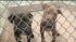 Puppies rescued from a suspected dog-fighting...