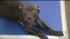 Puppies rescued from a suspected dog-fighting...