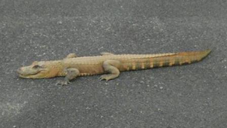 Alligator found at Dover supermarket