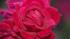 Flower show is in full bloom ::