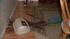 A deer jumped through a window of a Quakertown...