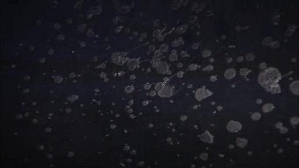 Cars hit with acid in Northeast Philadelphia