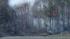 Two forest fires broke out Friday morning...