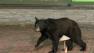 Bears invade LIVE Pa. newscast
