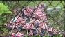 Flags pulled from graves in Atlantic County, NJ