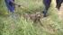 Photos of Atlantic Co. dog rescue
