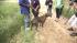 Photos of Atlantic Co. dog rescue