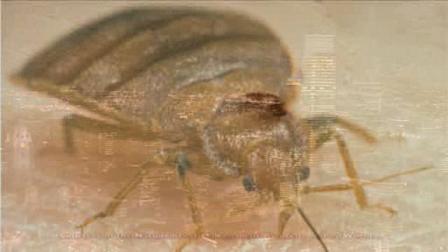 Bedbug