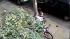 Surveillance of South Phila. bicycle bandit