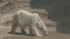 As the temps soared to welcome summer, animals...